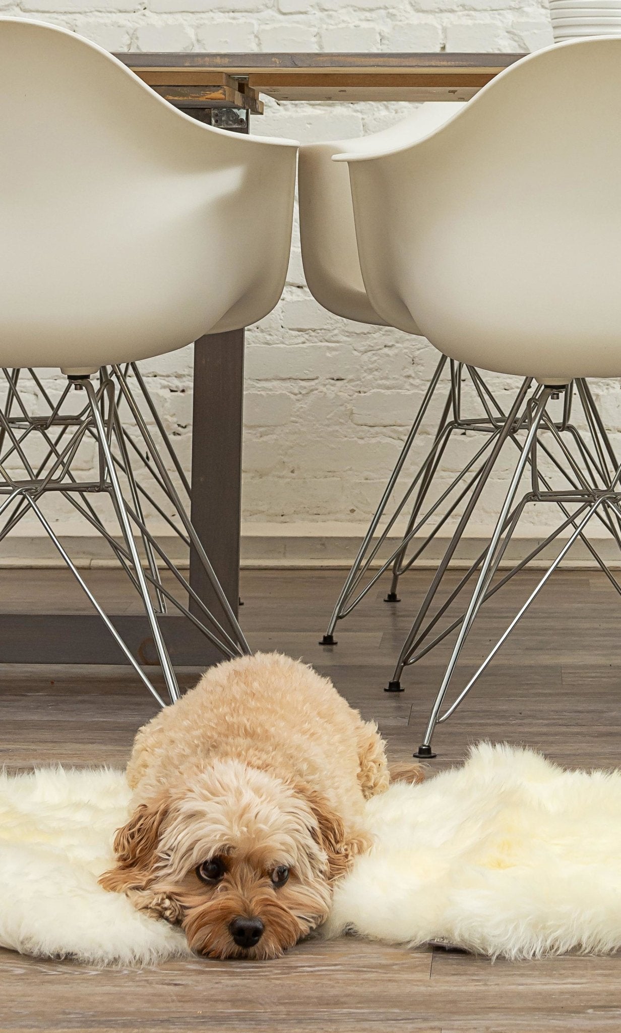 Natural New Zealand Sheepskin Wool Area Rug in White 2' x 3'