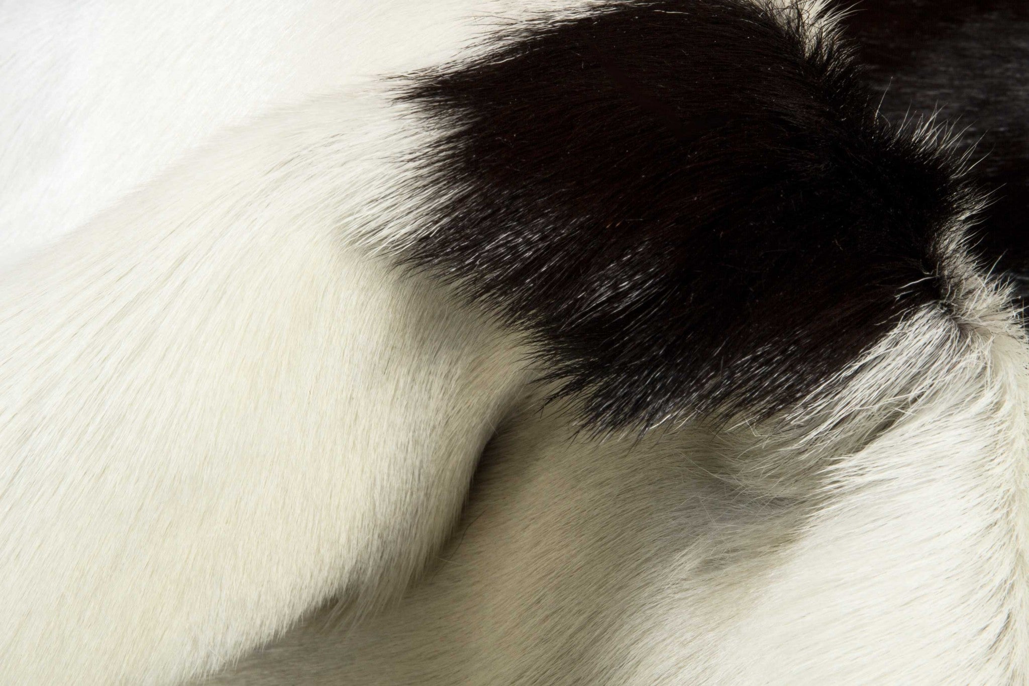 Natural Black And White Calfskin Area Rug - 2' x 3'