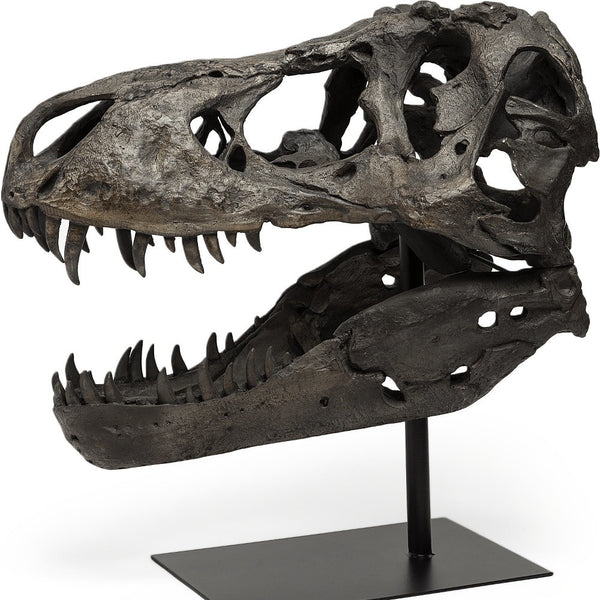 Authentic Replica T Rex Skull Sculpture