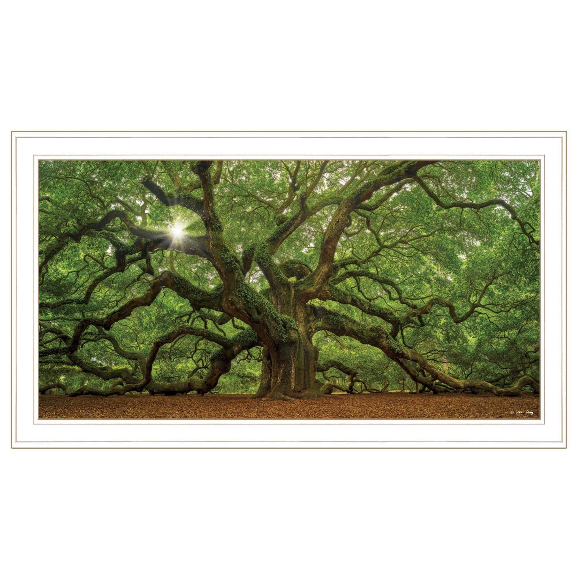 Mighty Moss Laden Tree White Framed Print Wall Art