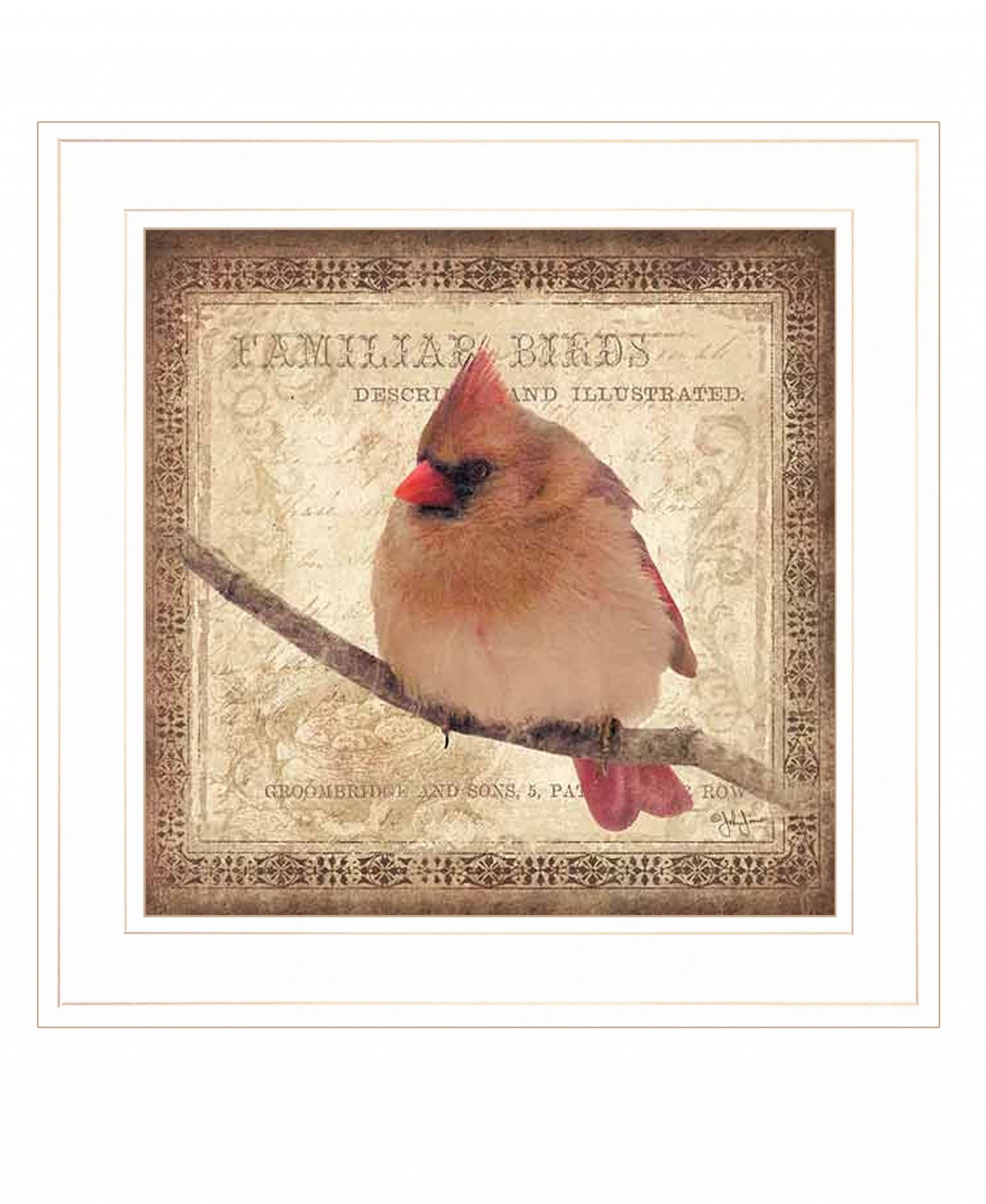 Female Cardinal 1 White Framed Print Wall Art