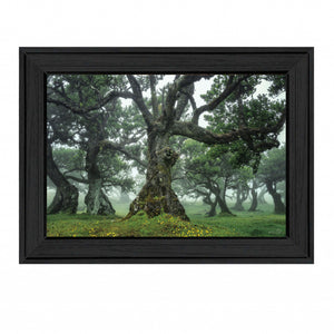 Enchanted Forest I 3 Black Framed Print Wall Art