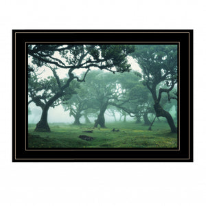 Enchanted Forest II 4 Black Framed Print Wall Art