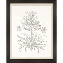 Sepia Corona Botanical Brown Frame Print Living Room Wall Art