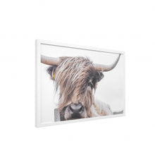 Highland Cow White Picture Frame Photograph Wall Art